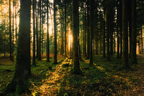 foret cineraire en france 