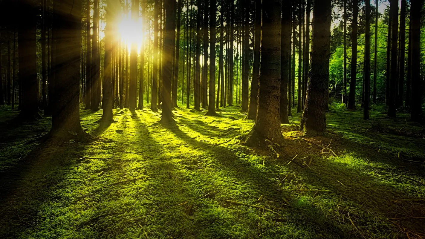 forêts cinéraires en france 