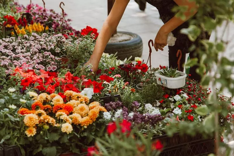 quelles fleurs pour la toussaint 
